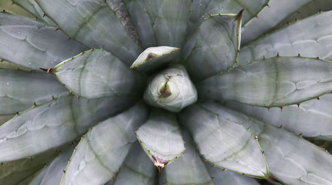 Birds eye cactus